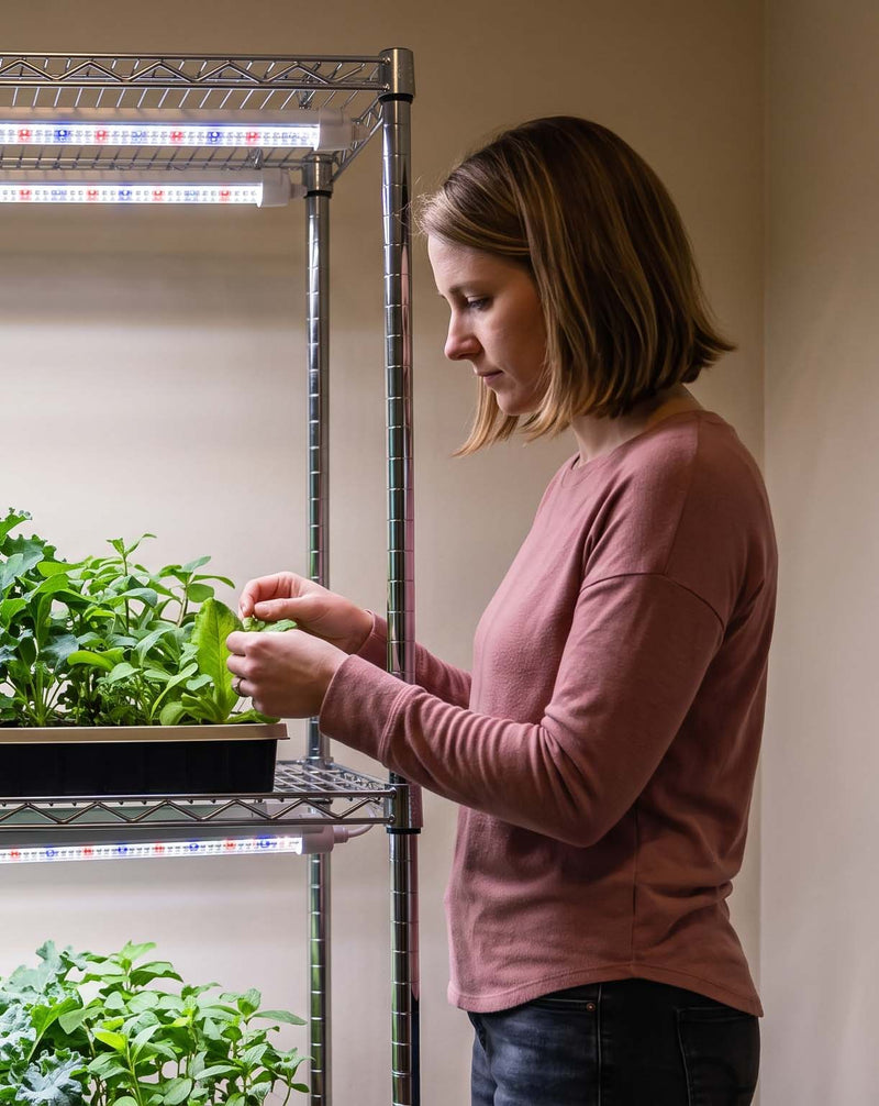 Do Indoor Plants Need Grow Lights?