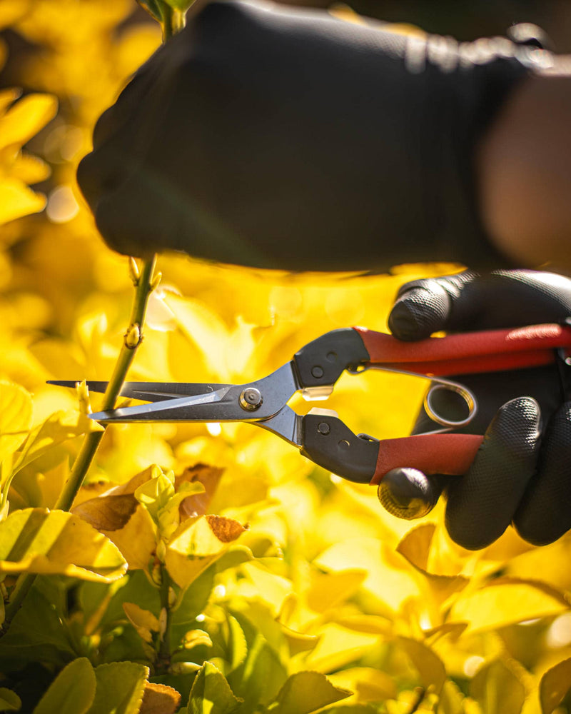 Close up of two hands with black gloves pruning yellow flowers
