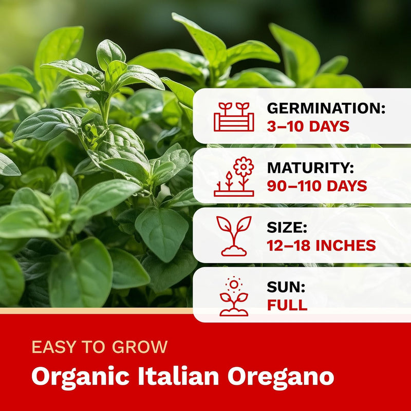 Organic italian oregano with growth information on a green background