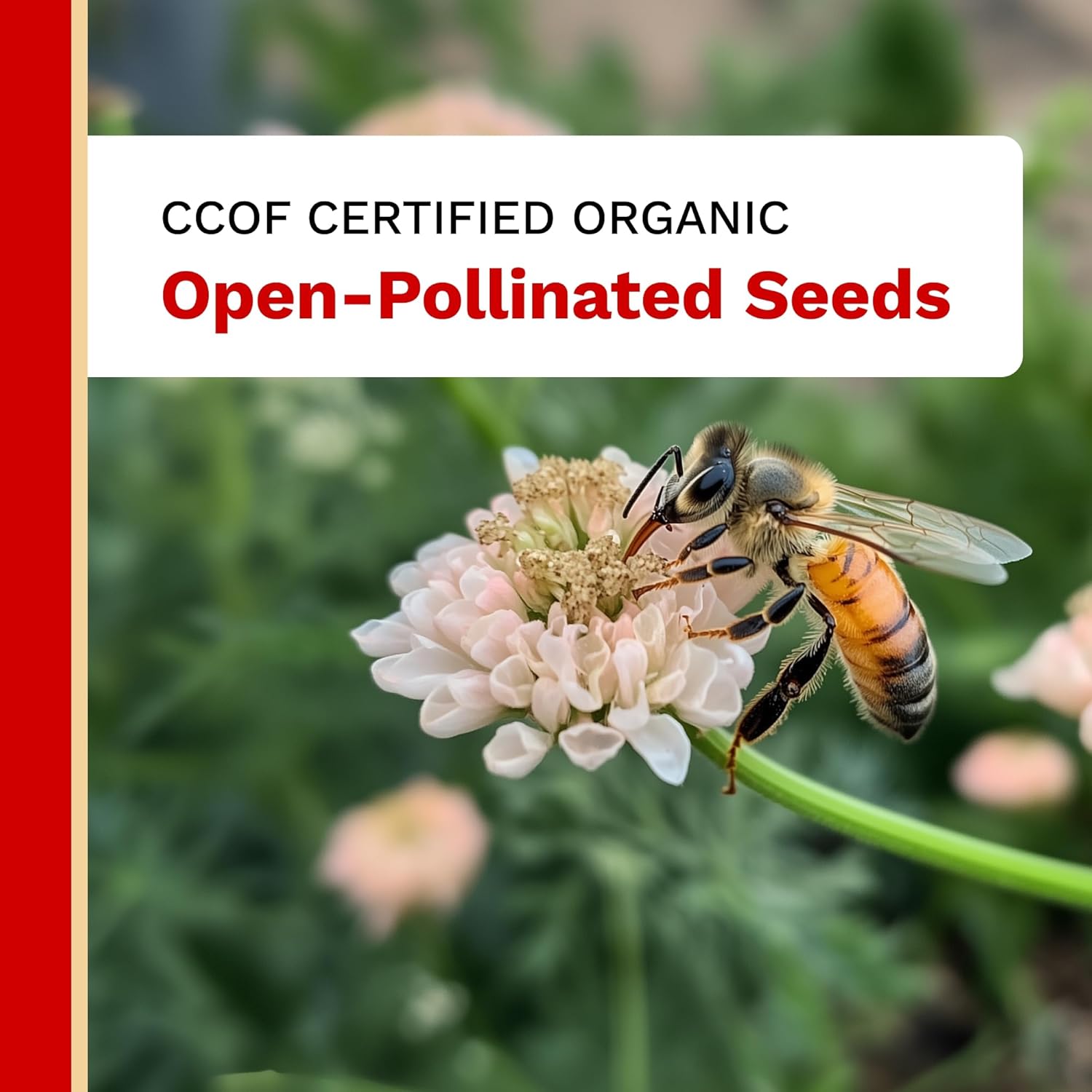 Beefly on a flower with text about CCOF certified organic open-pollinated seeds.