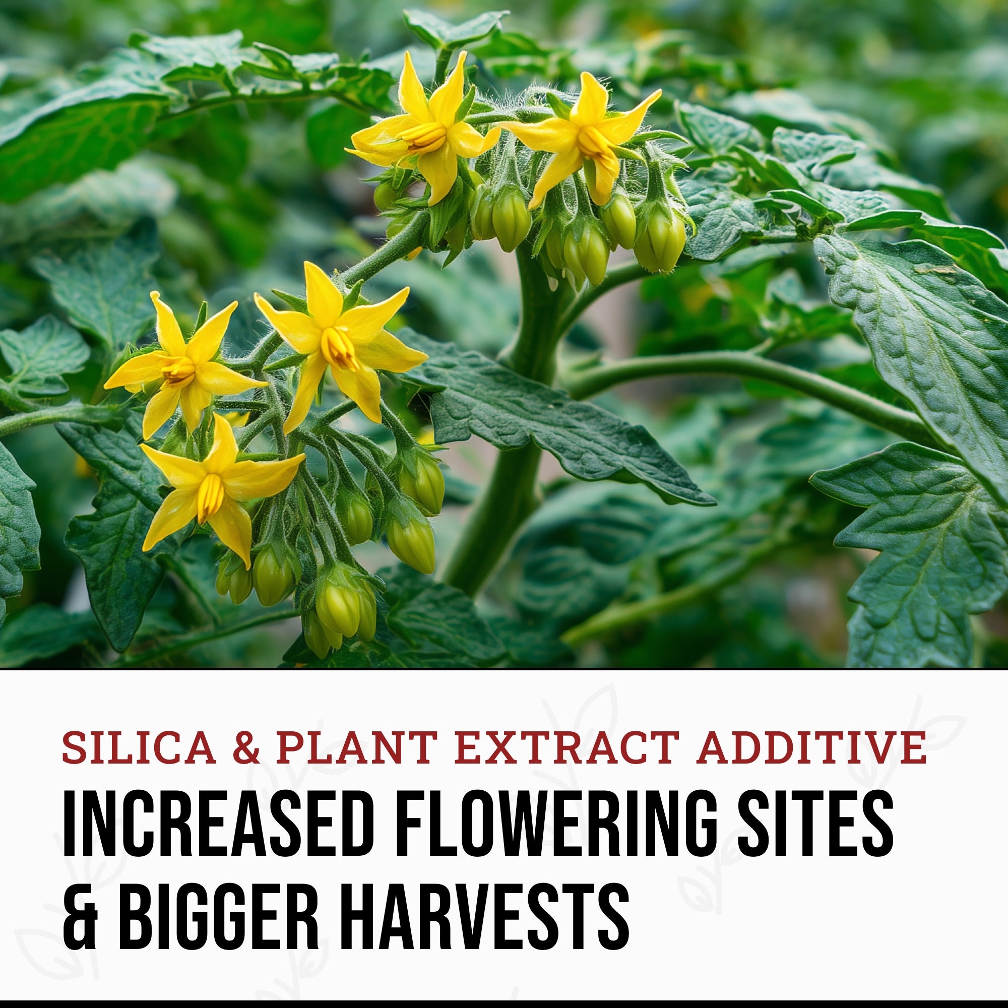 Power Si Bloom Liquid Plant Fertilizer Flowering Plants