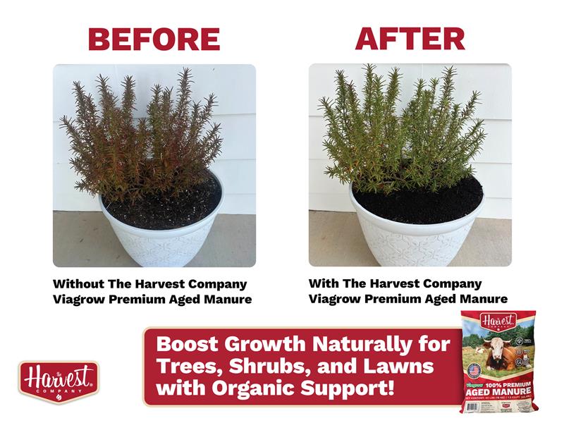 Before and after comparison of a plant with and without The Harvest Company Viagrow Premium Aged Manure.