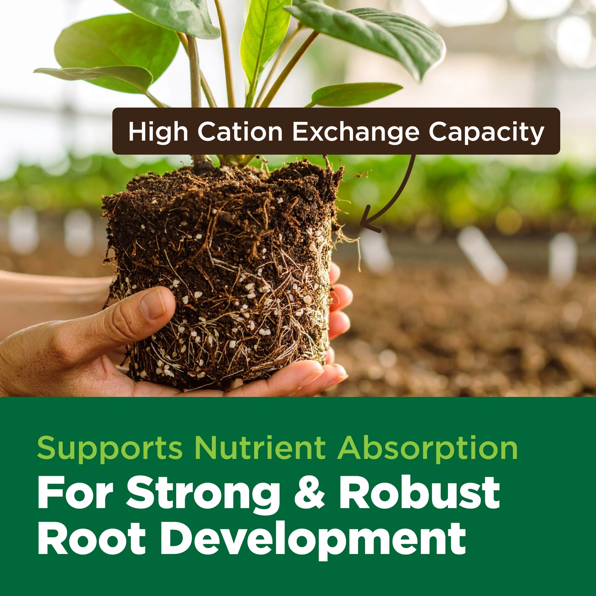 Hand holding a potted plant with text about high cation exchange capacity and nutrient absorption.
