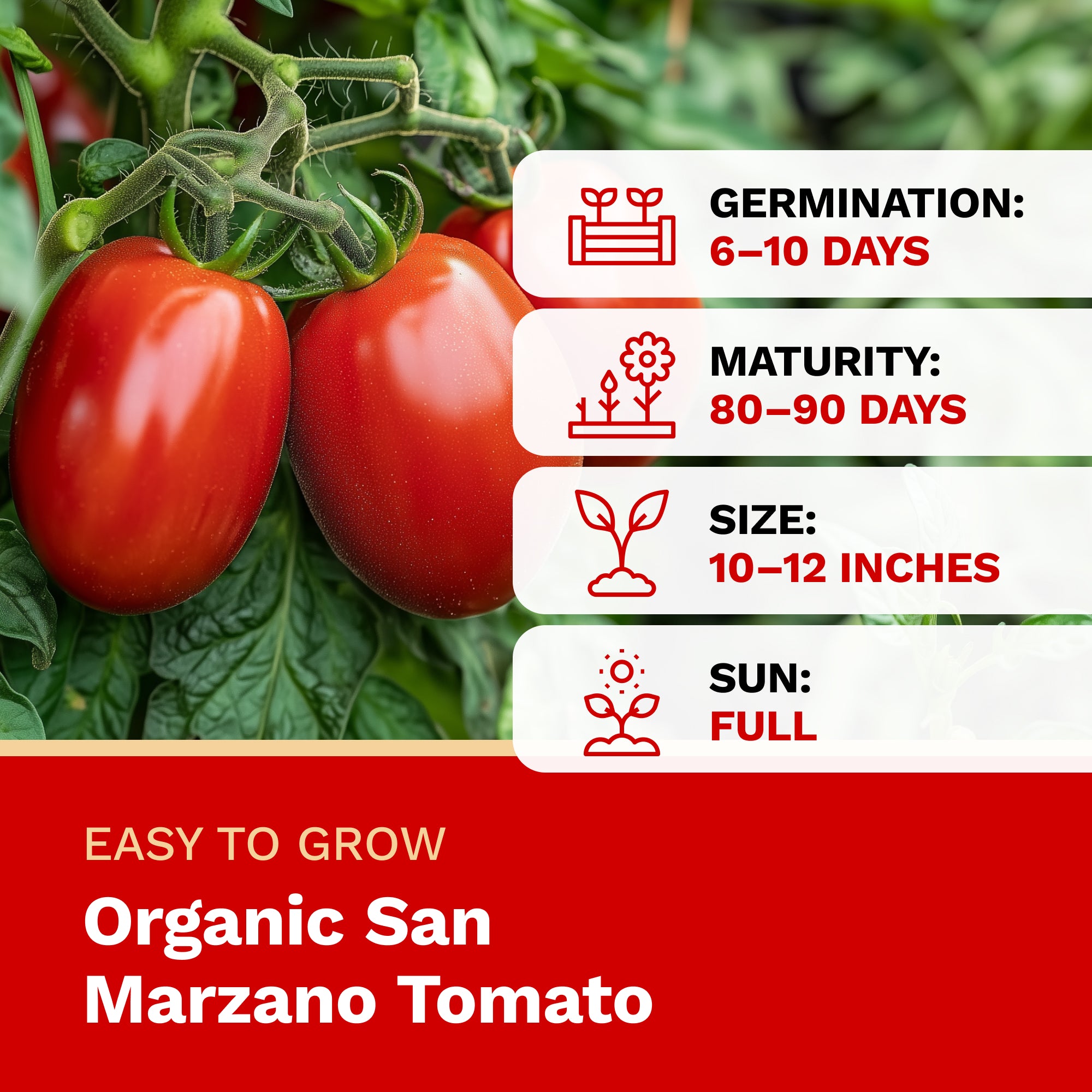 Organic San Marzano tomato with growth information on a red background