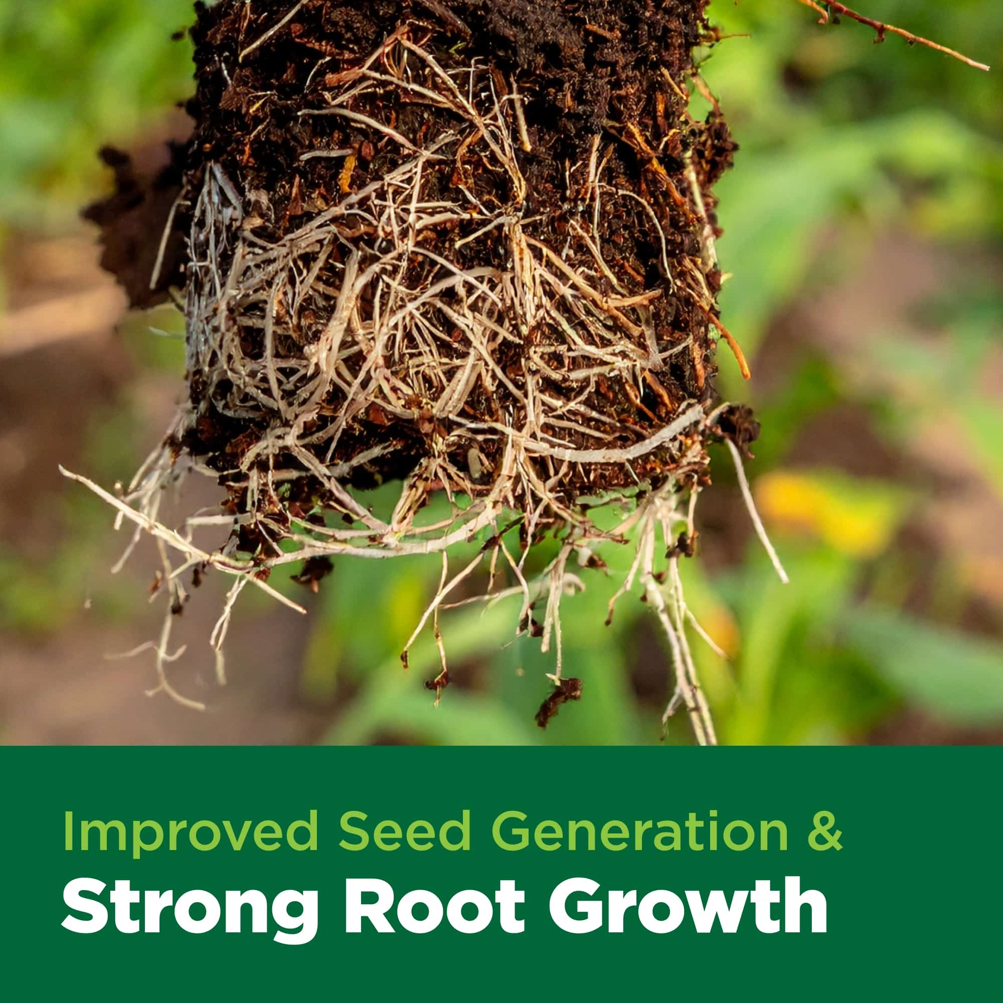 Close-up of plant roots with text 'Improved Seed Generation & Strong Root Growth' on a green background