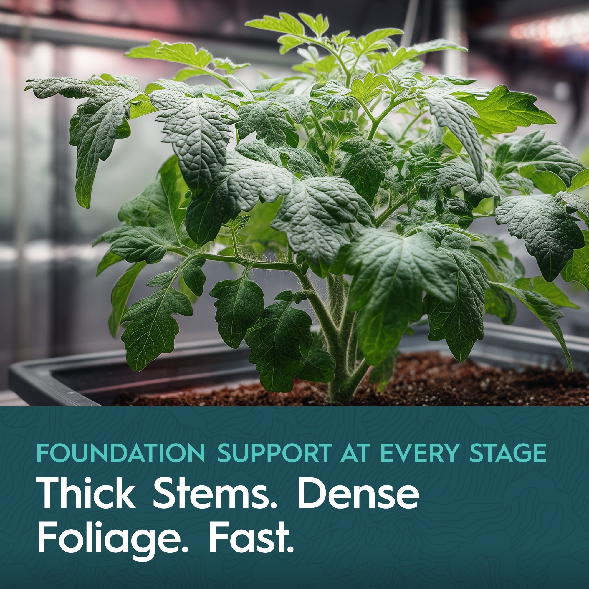 Drip Hydro Base A Two-Part Nutrient Solution Liquid Plant Fertilizer Fruiting & Flowering Plants 4-0-2