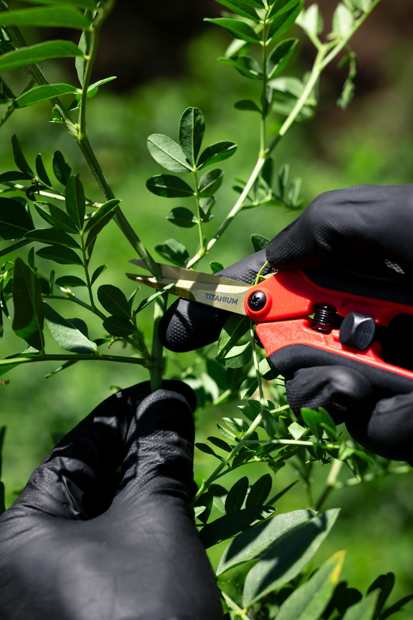 The Harvest Company 6 in. x 0.79 in. Premium Titanium Straight Blade Pruning Shears with Low Profile Ergonomic Handles