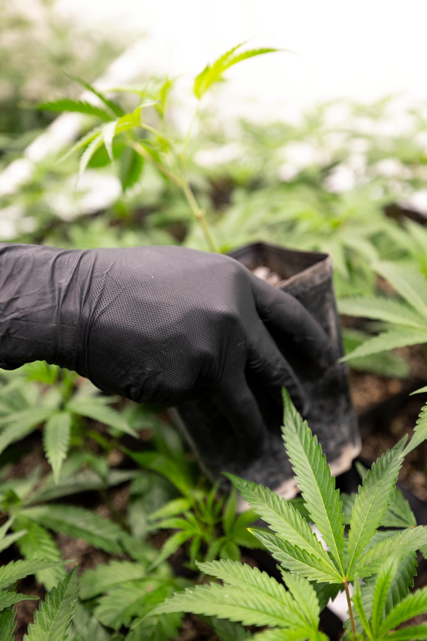 Hand wearing a black glove holding a small container amidst green plants