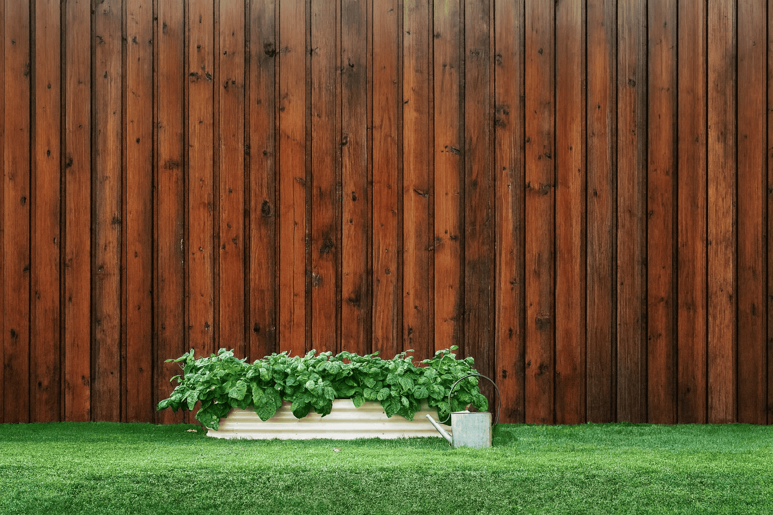 Green plants in a garden bed against a wooden fence