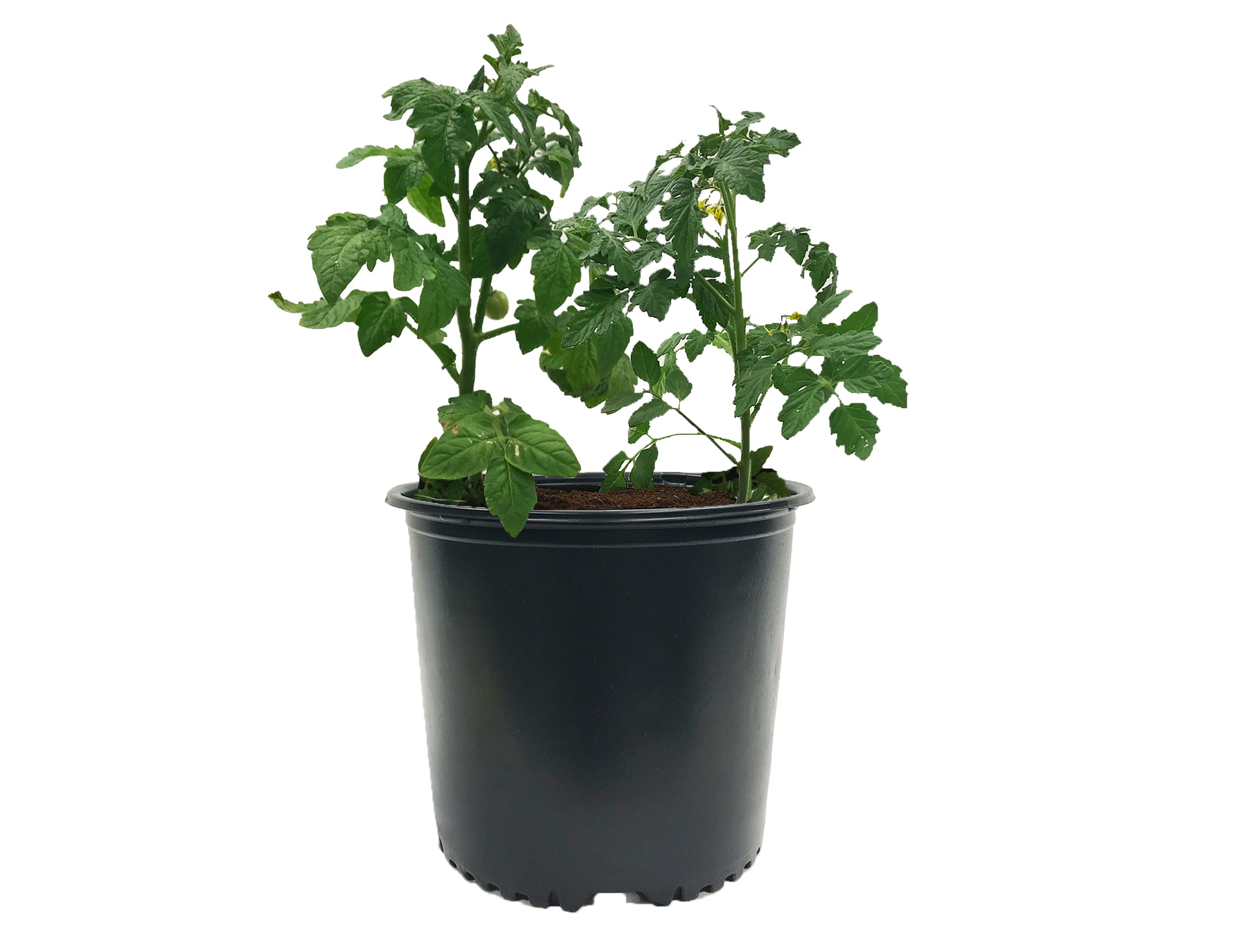 The Harvest Company 3 gal. 11.5 in. L x 9.13 in. W x 9.63 in. H Black Indoor/Outdoor Plastic Nursery Pot (Packs)