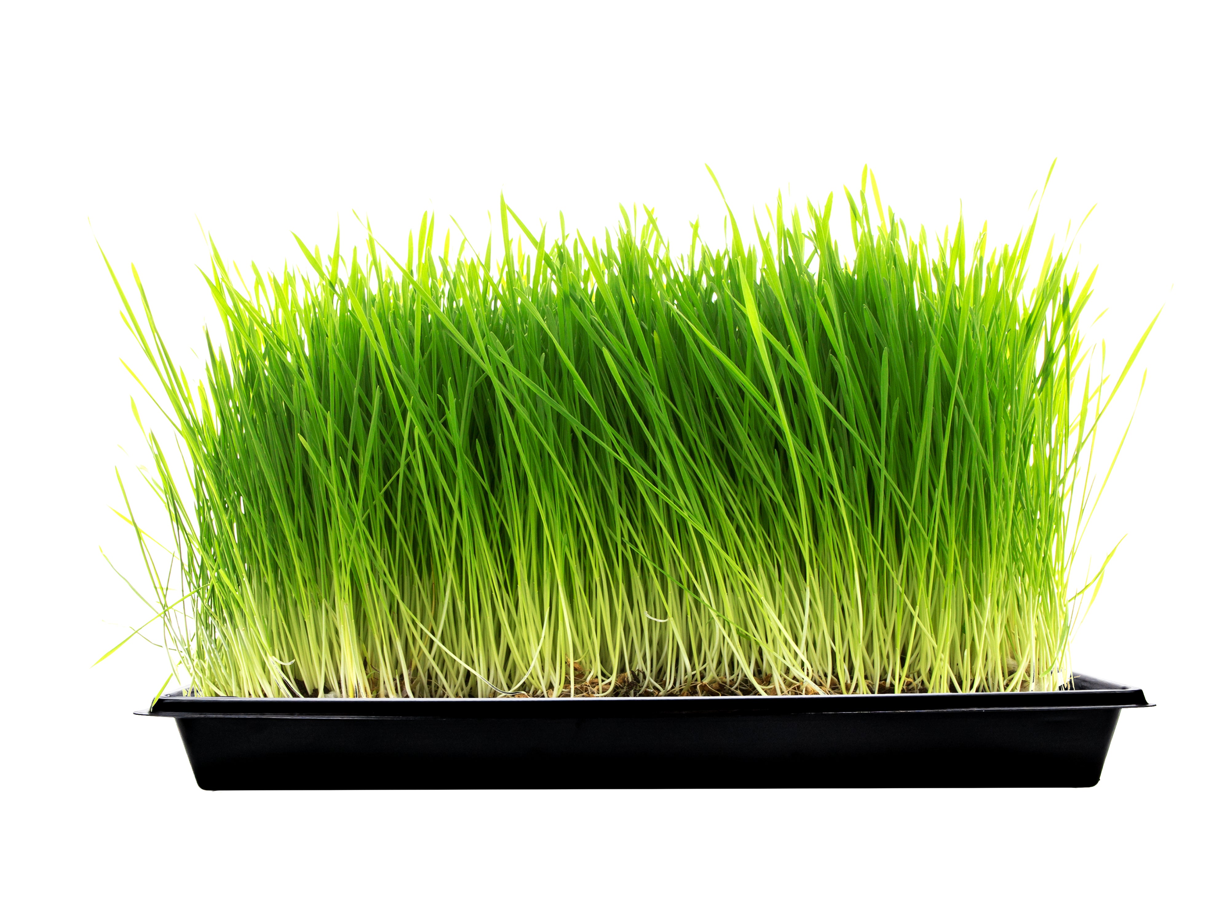 Viagrow 10 in. x 20 in. Propagation Starter Seedling Trays with Holes