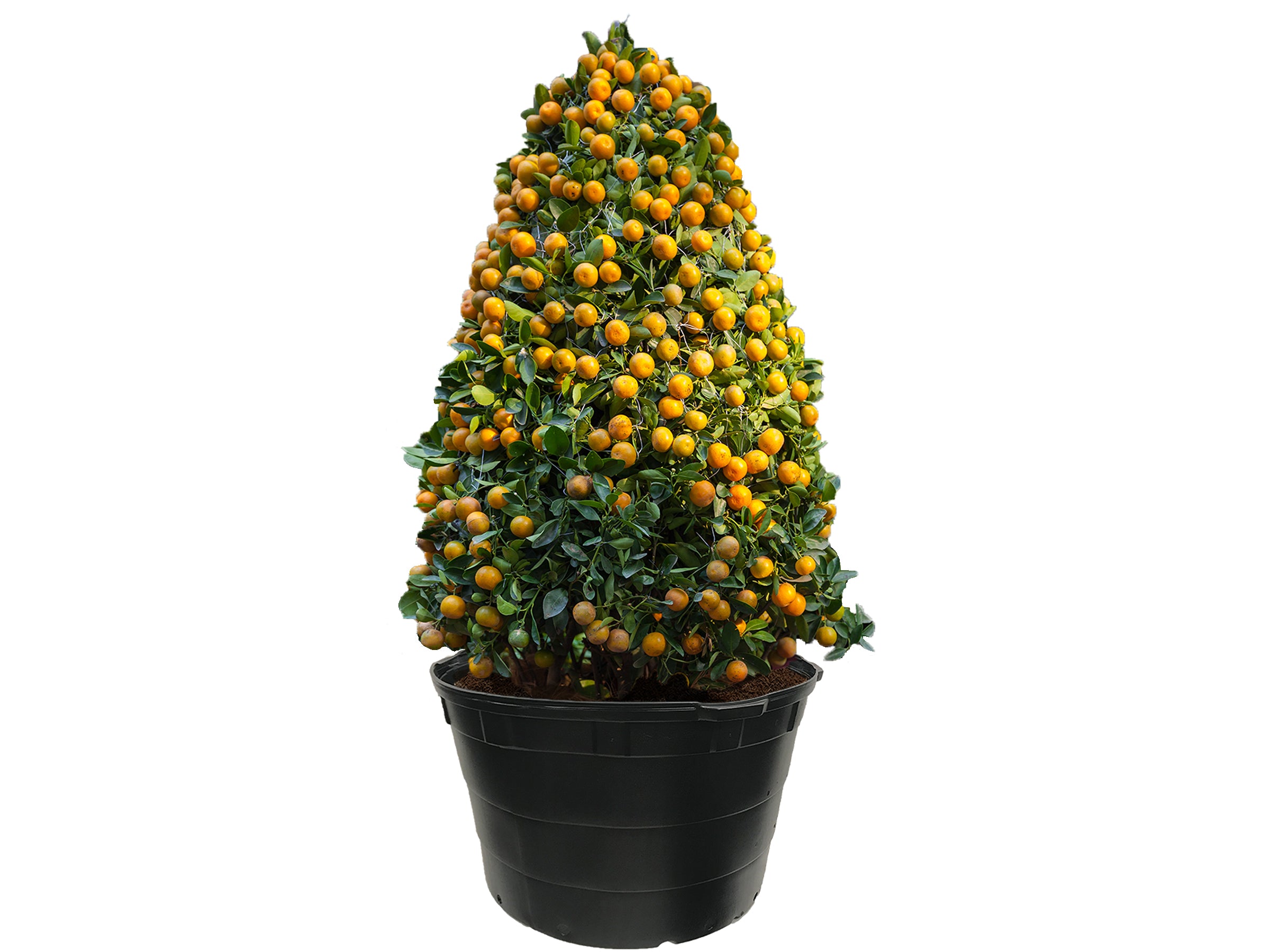 Viagrow 50 gal. Plastic Nursery Pot