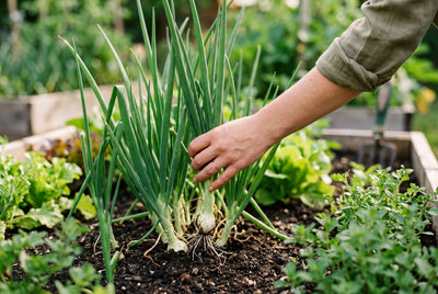 Green Onions