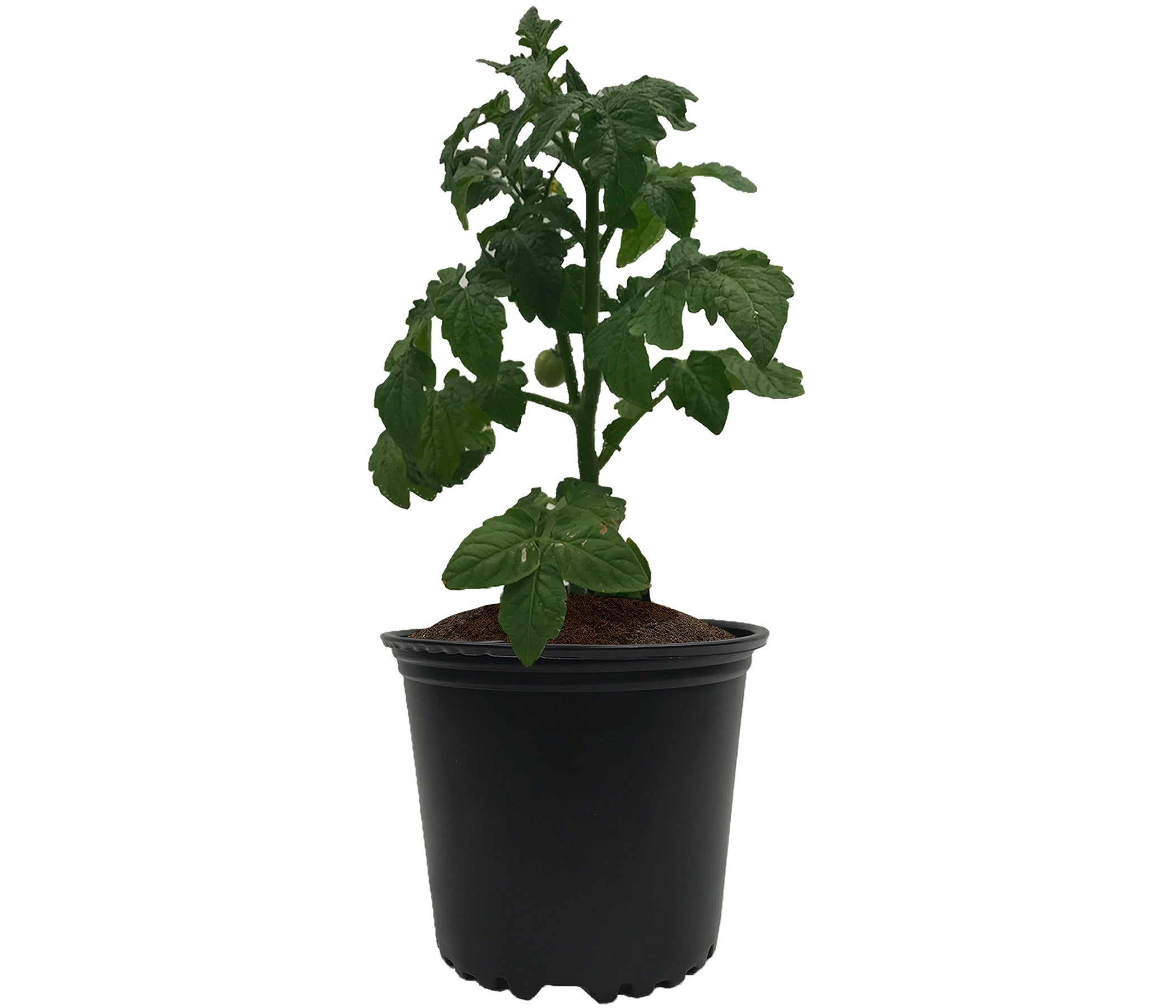 Viagrow 5 kg (11 lb.) OMRI Organic Compressed Coconut Coir Premium Grow Media