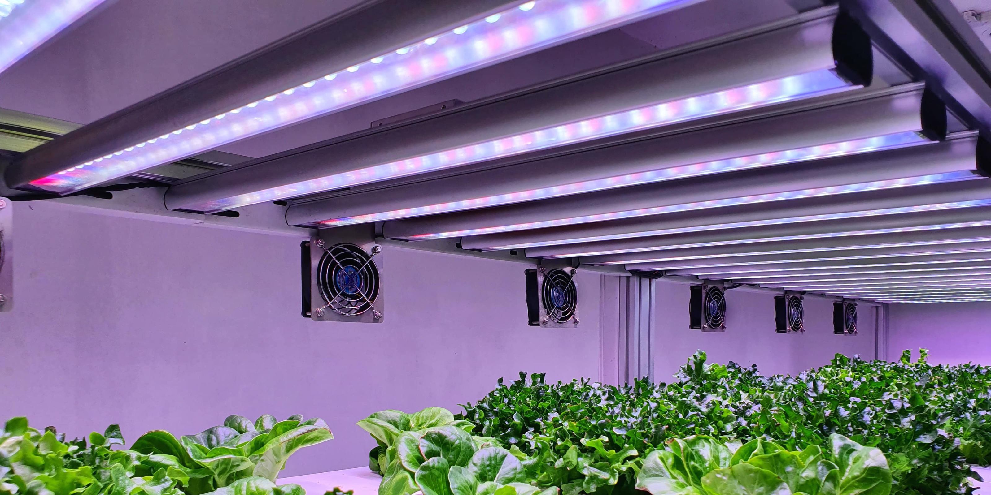 Indoor hydroponics setup with lighting and veggies
