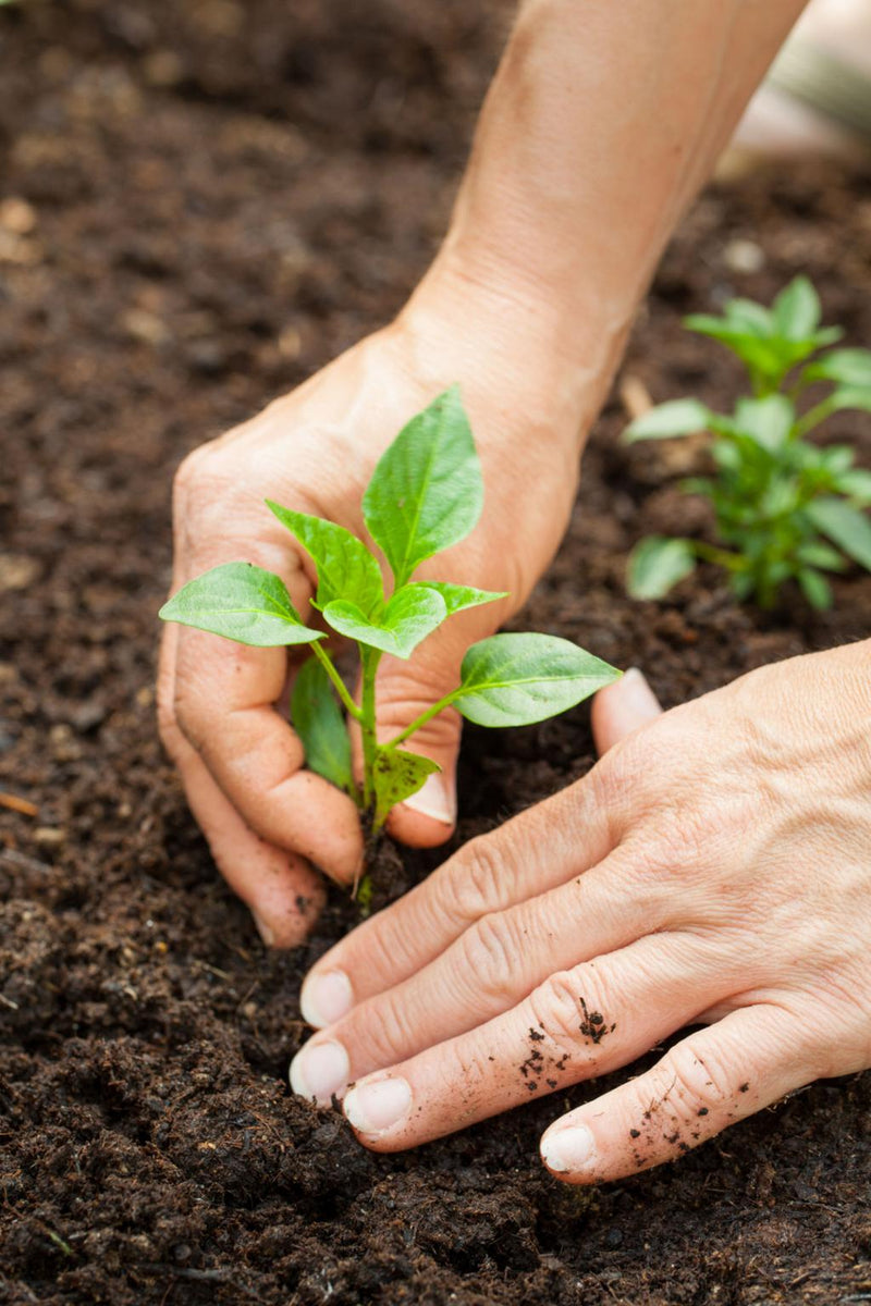 Miley Cyrus on the Creative Power of Gardening