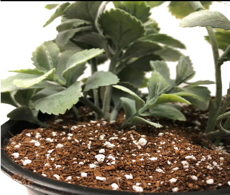 The Benefits of Using Perlite in Your Garden