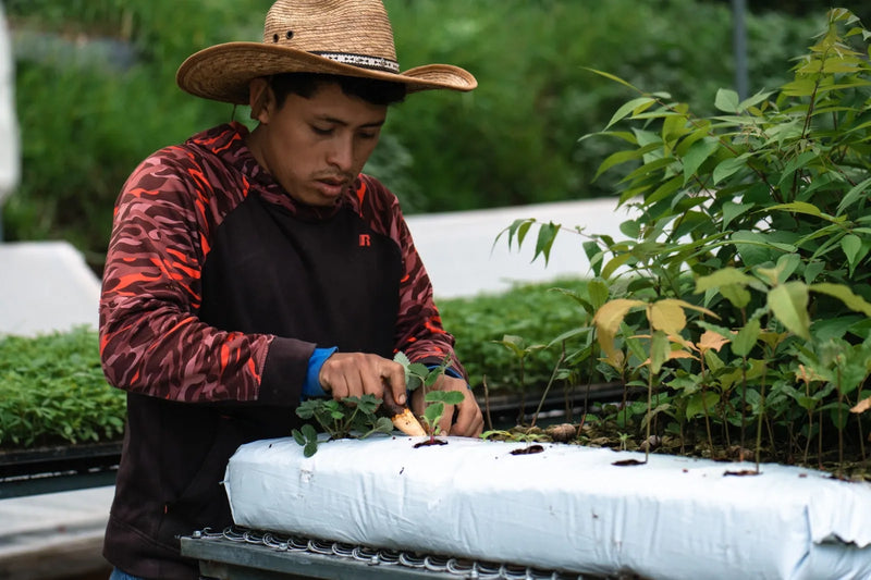 Coir seedlings at the Armenia farm nursery in Guatemala