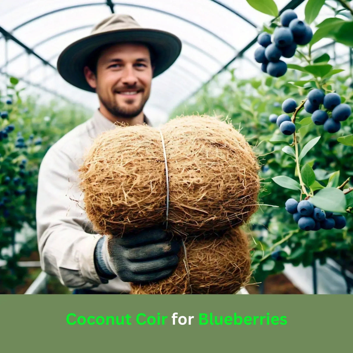 Person in green house using Coconut Coir for Blueberries