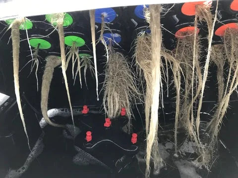 Plant Diseases: Rot, Mildew & Mold