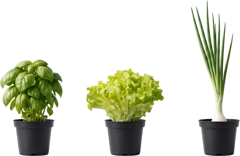 Why Are My Plants Wilting?