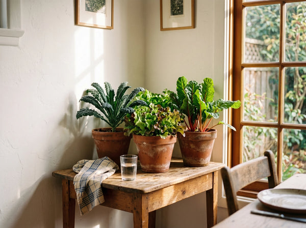 Indoor plants near a sunny living room window