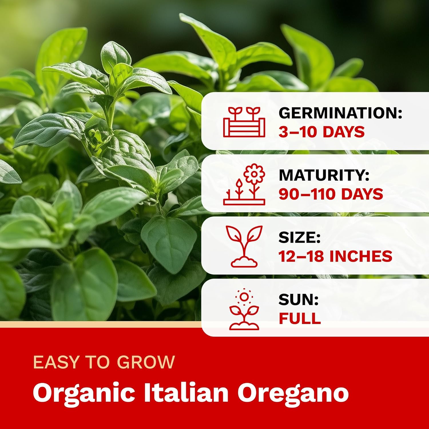 Organic italian oregano with growth information on a green background
