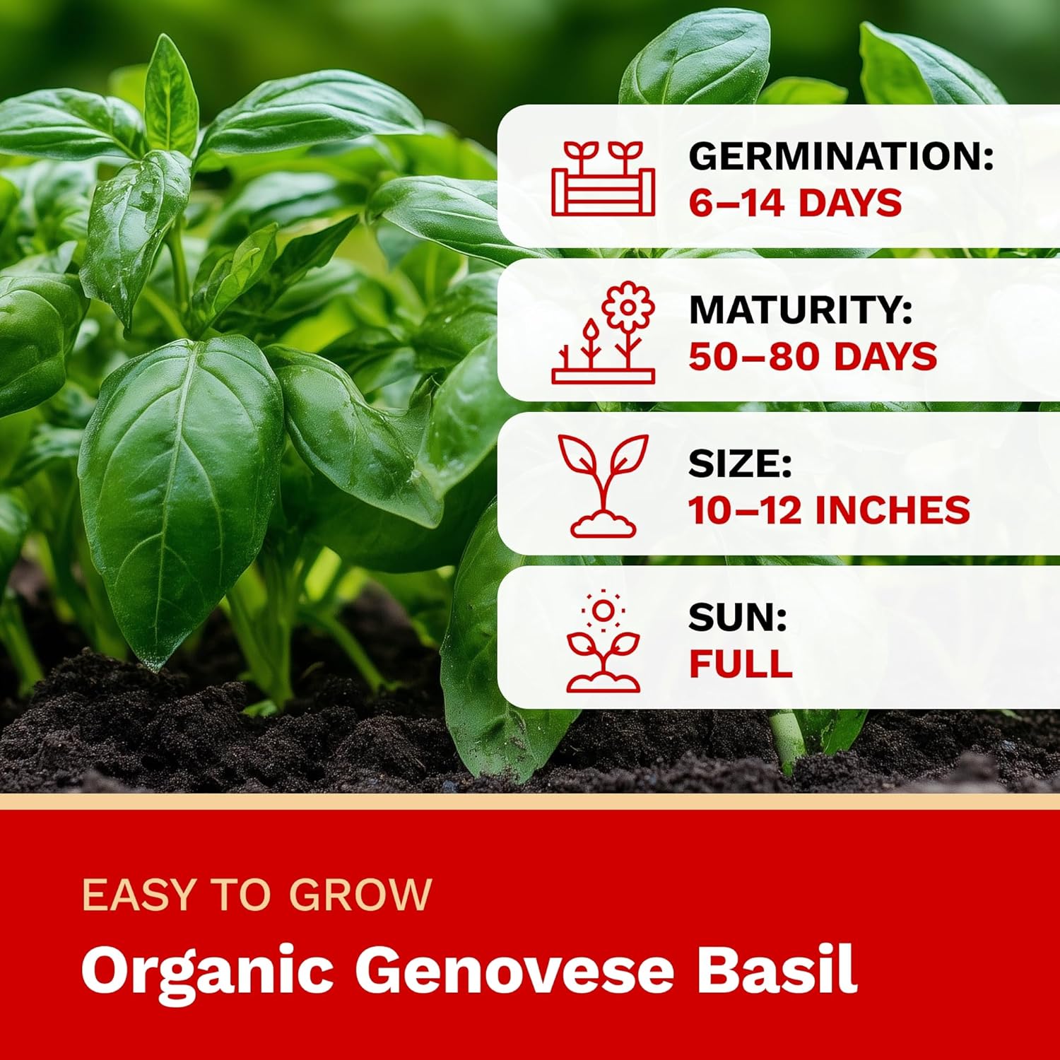 Organic Genovese Basil plant with growth stages and care information on a red background