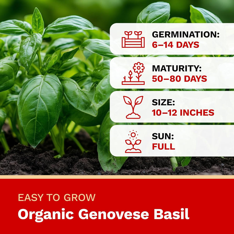 Organic Genovese Basil plant with growth stages and care information on a red background