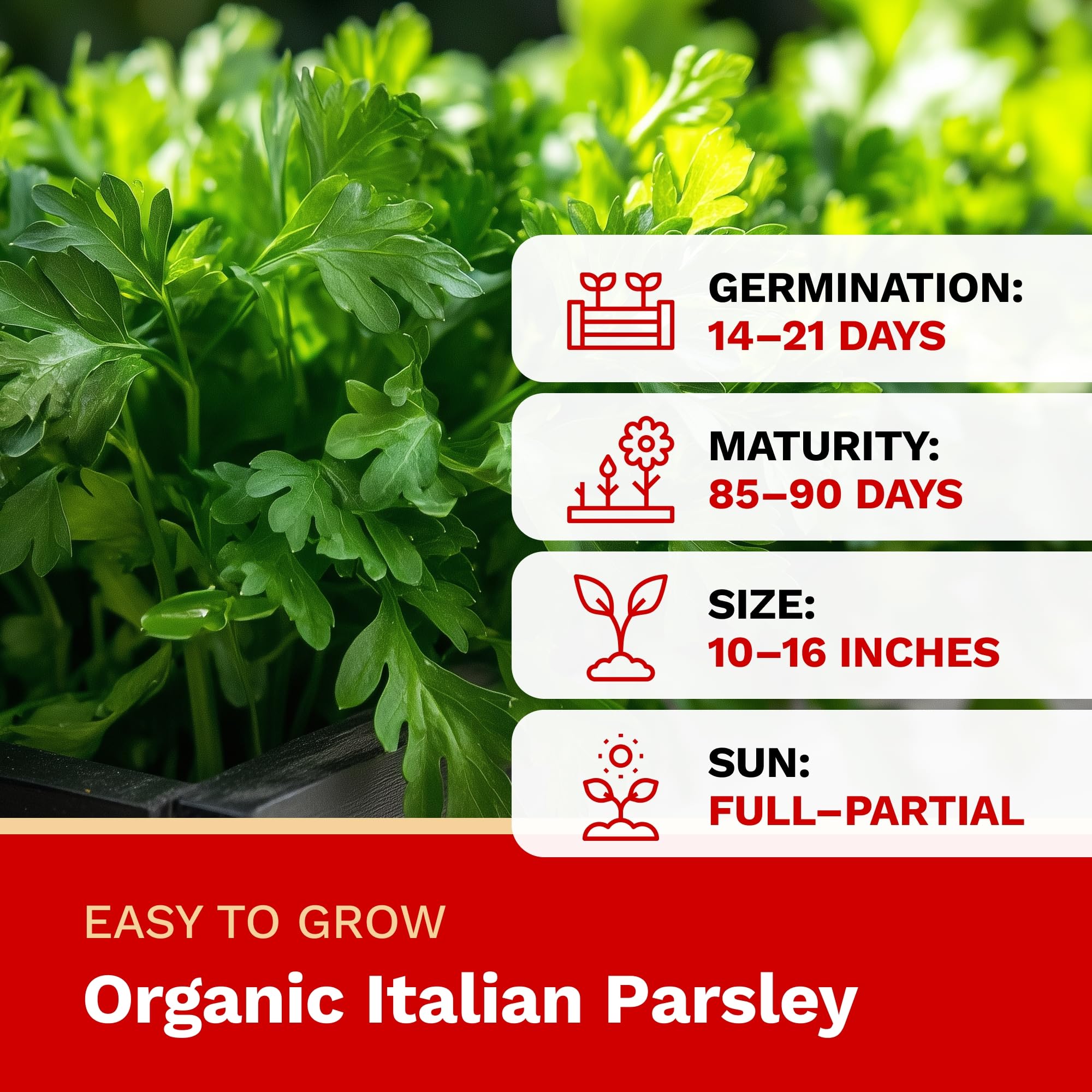 Organic italian parsley with growth information on a green background