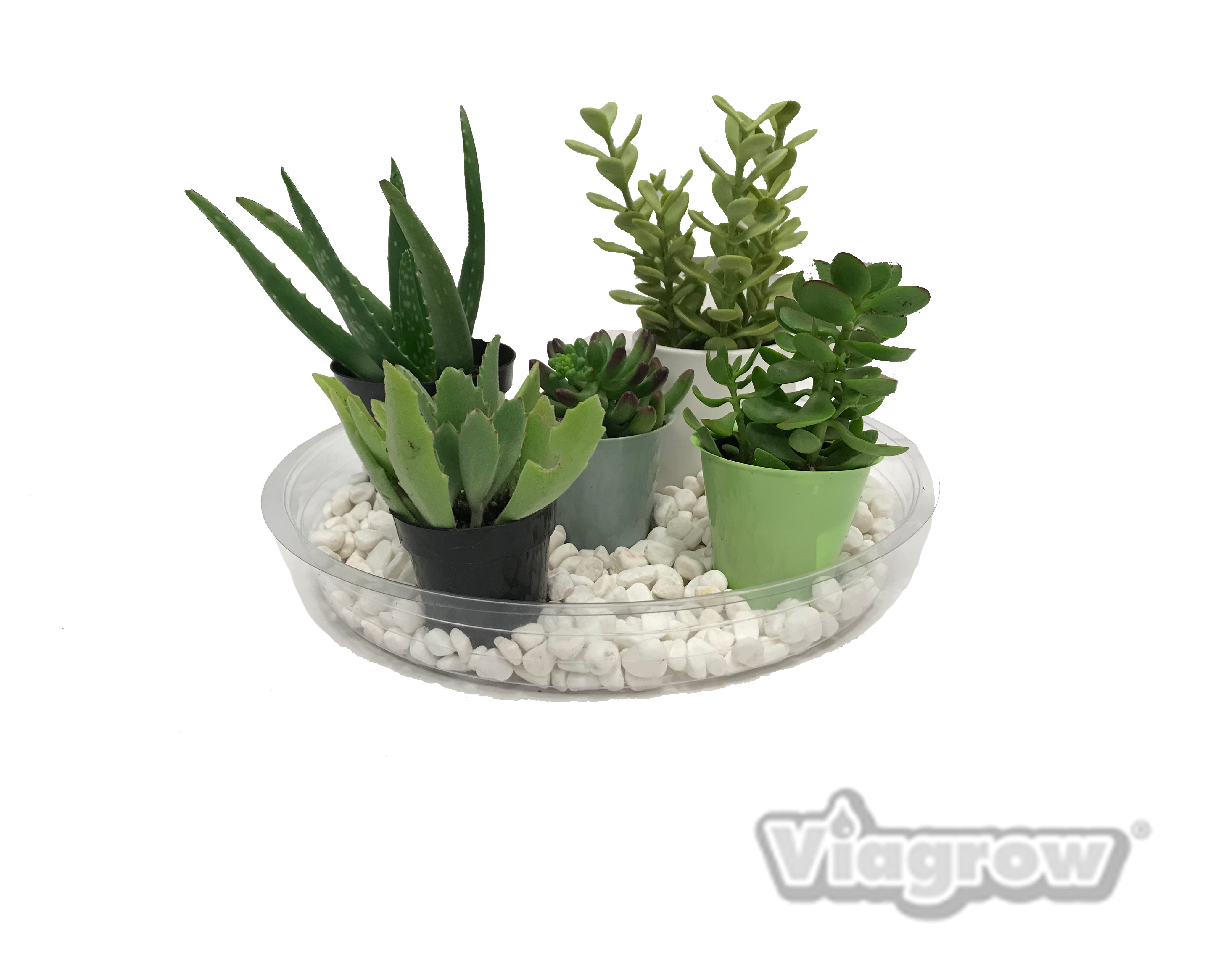 The Harvest Company Clear Plastic Round Saucer Waterproof Indoor/Outdoor Tray for Planters and Pots (Pack)