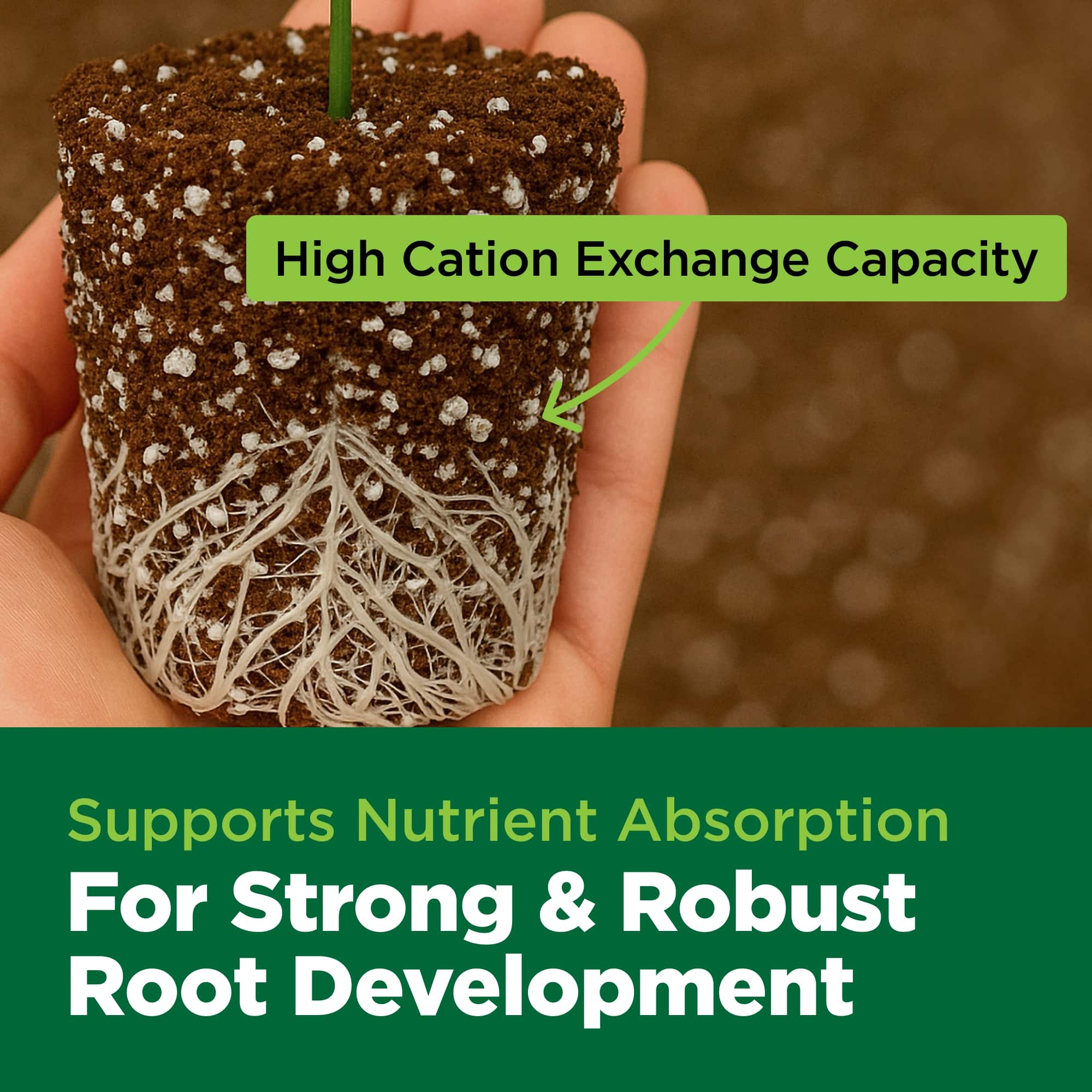 Root system in a container with text highlighting high cation exchange capacity and nutrient absorption for strong root development.