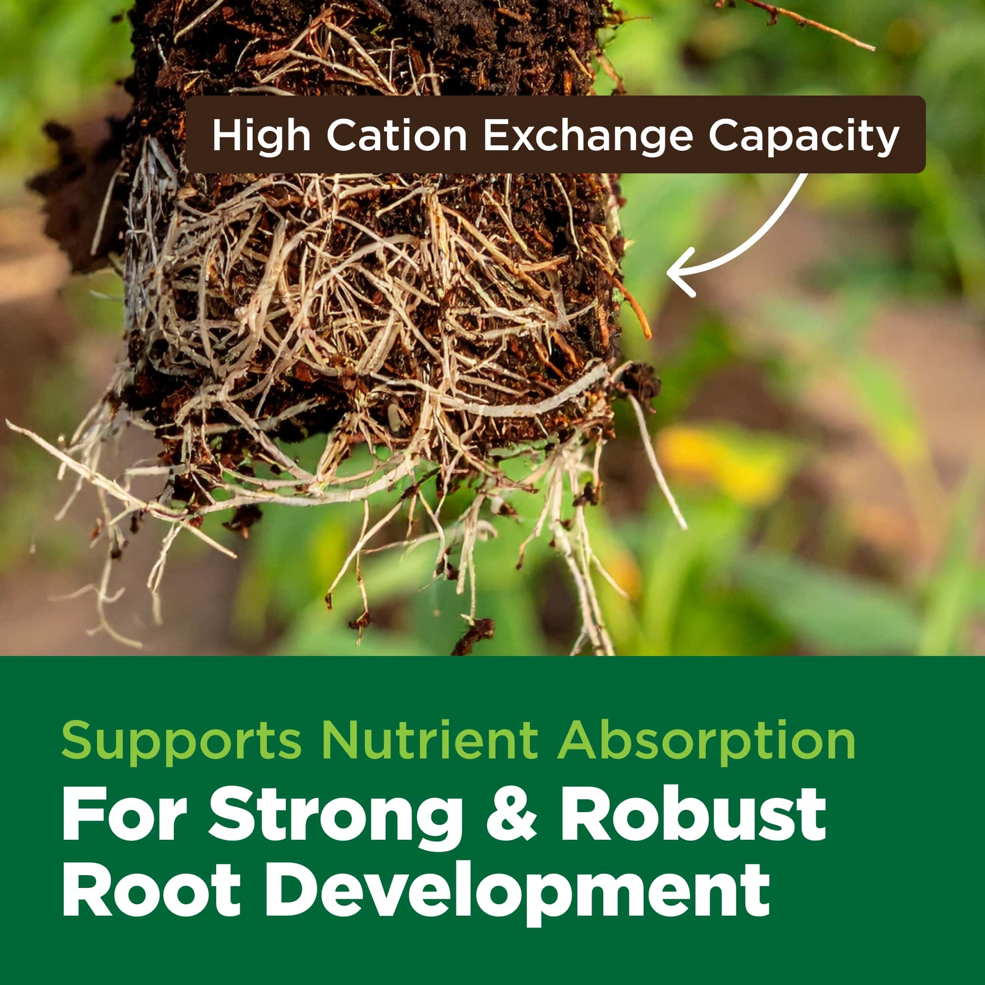 Root system with text highlighting high cation exchange capacity and nutrient absorption for strong root development.