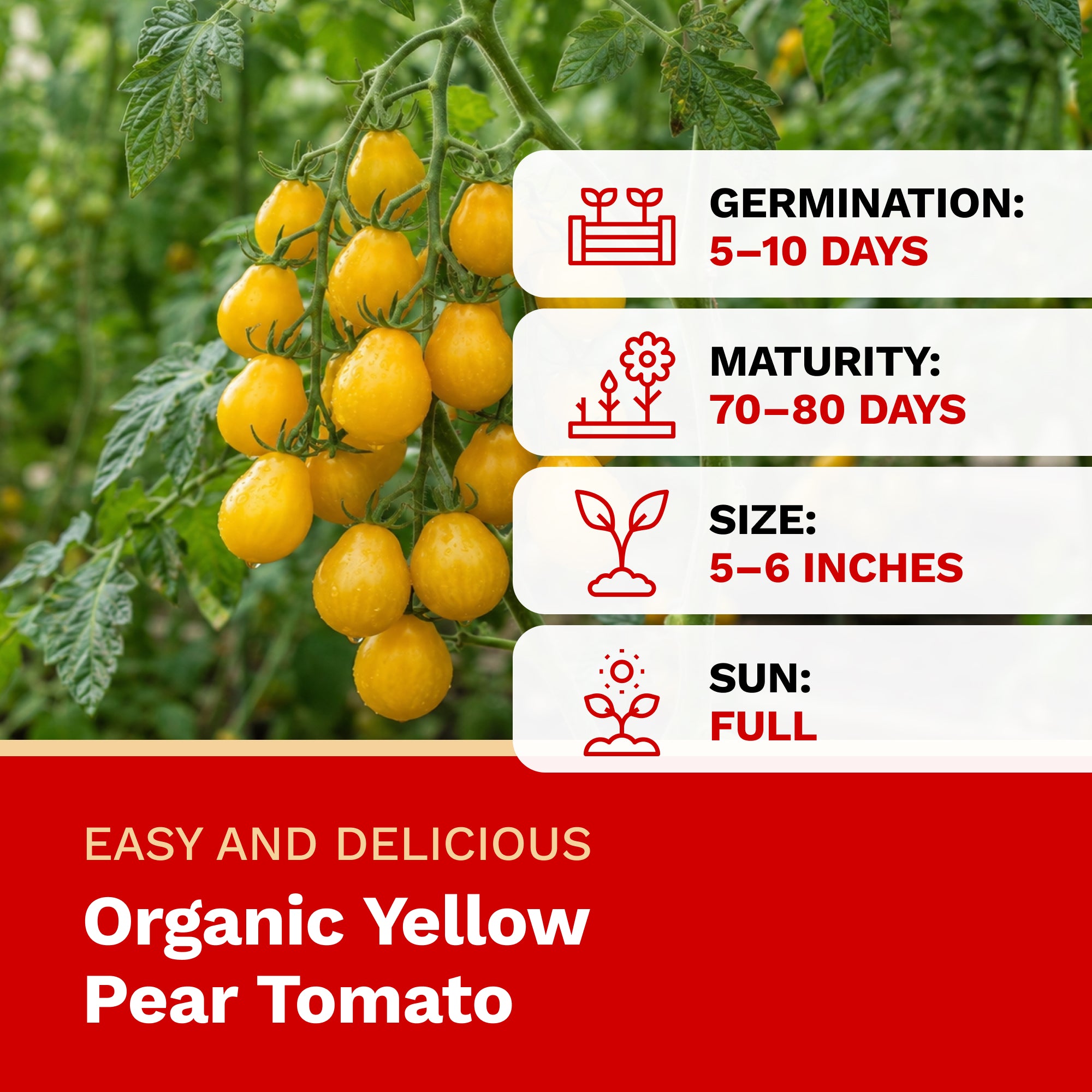 Organic yellow pear tomato with growth information on a green background