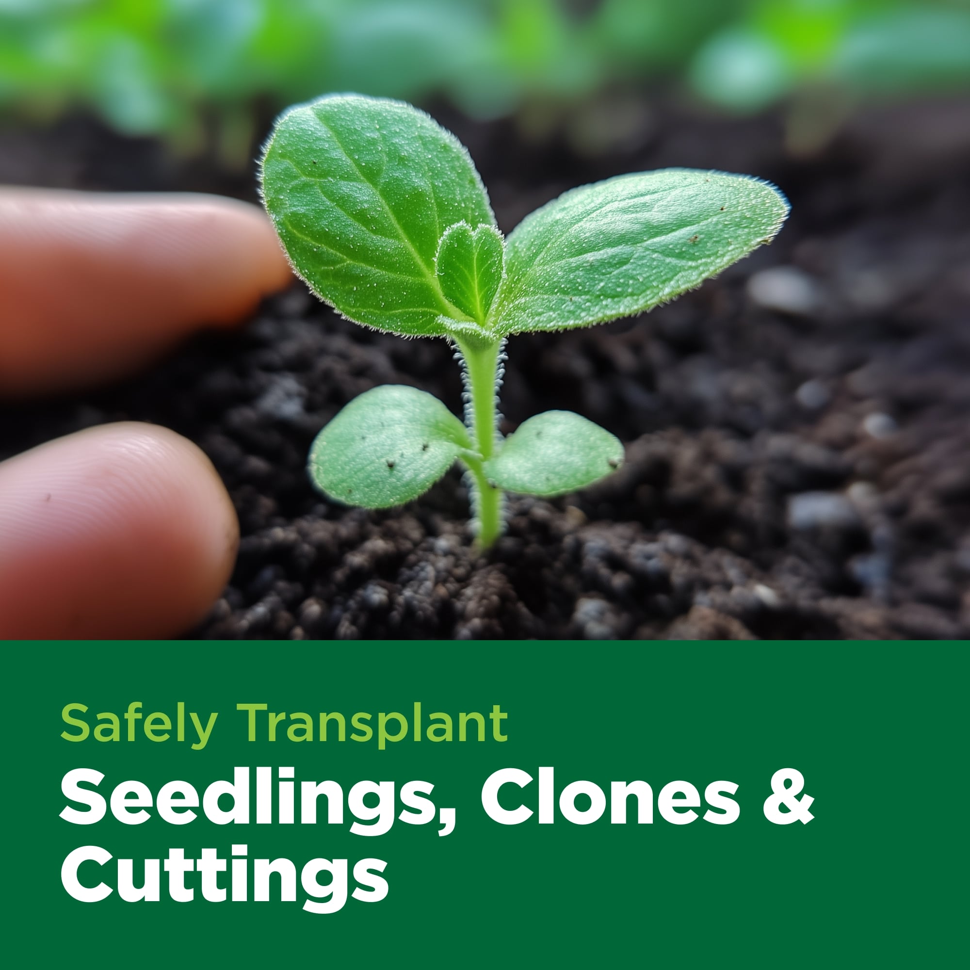 Small green plant being held by a hand with text about safely transplanting seedlings, clones, and cuttings.