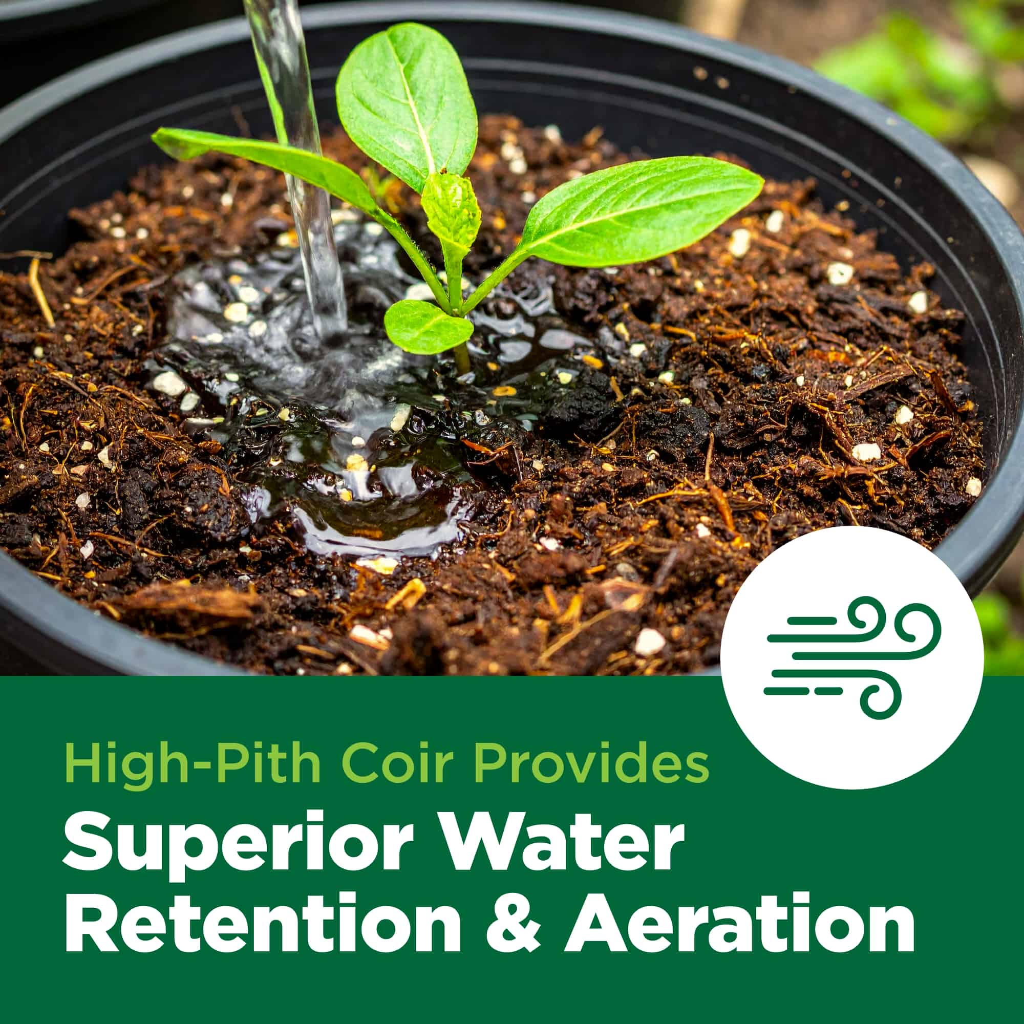 Potted plant with coir and water being poured, text about coir benefits.