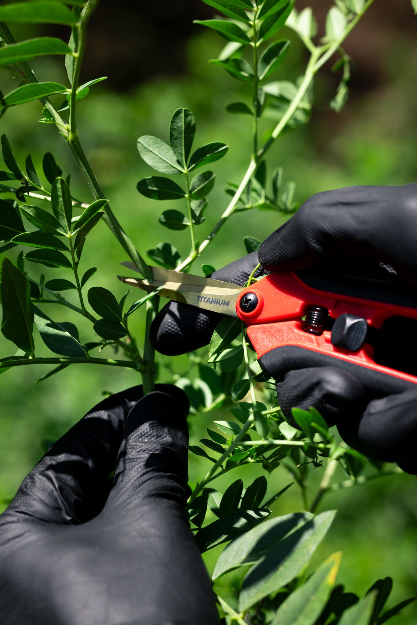 Person using a red and black tool on green leaves with a blurred natural background