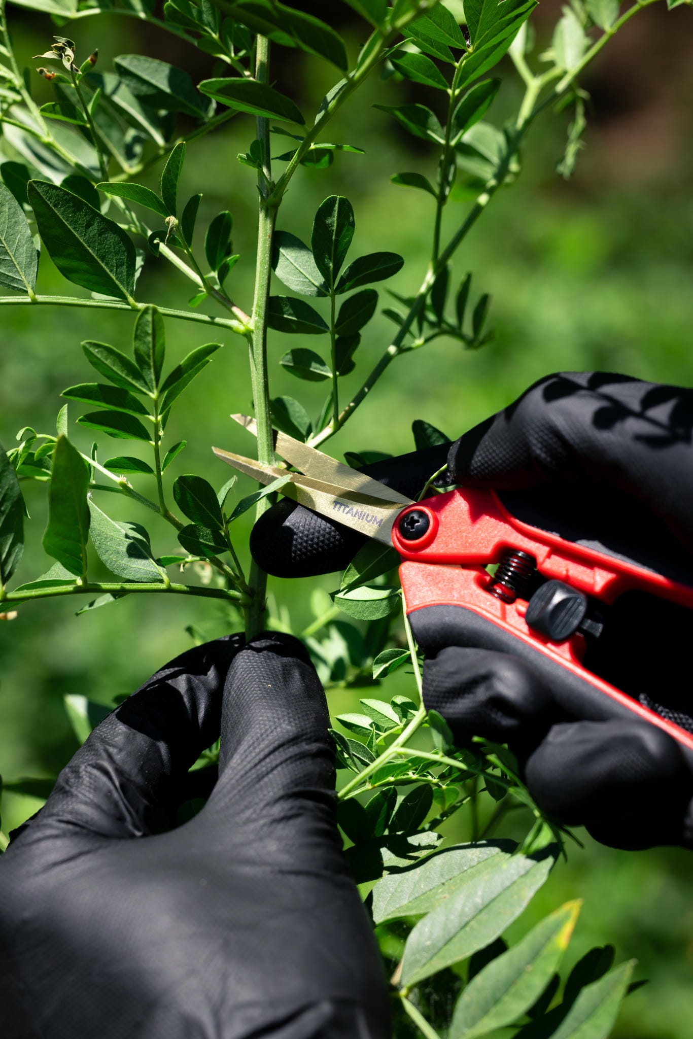 Person wearing black gloves using red pruning shears on green leaves