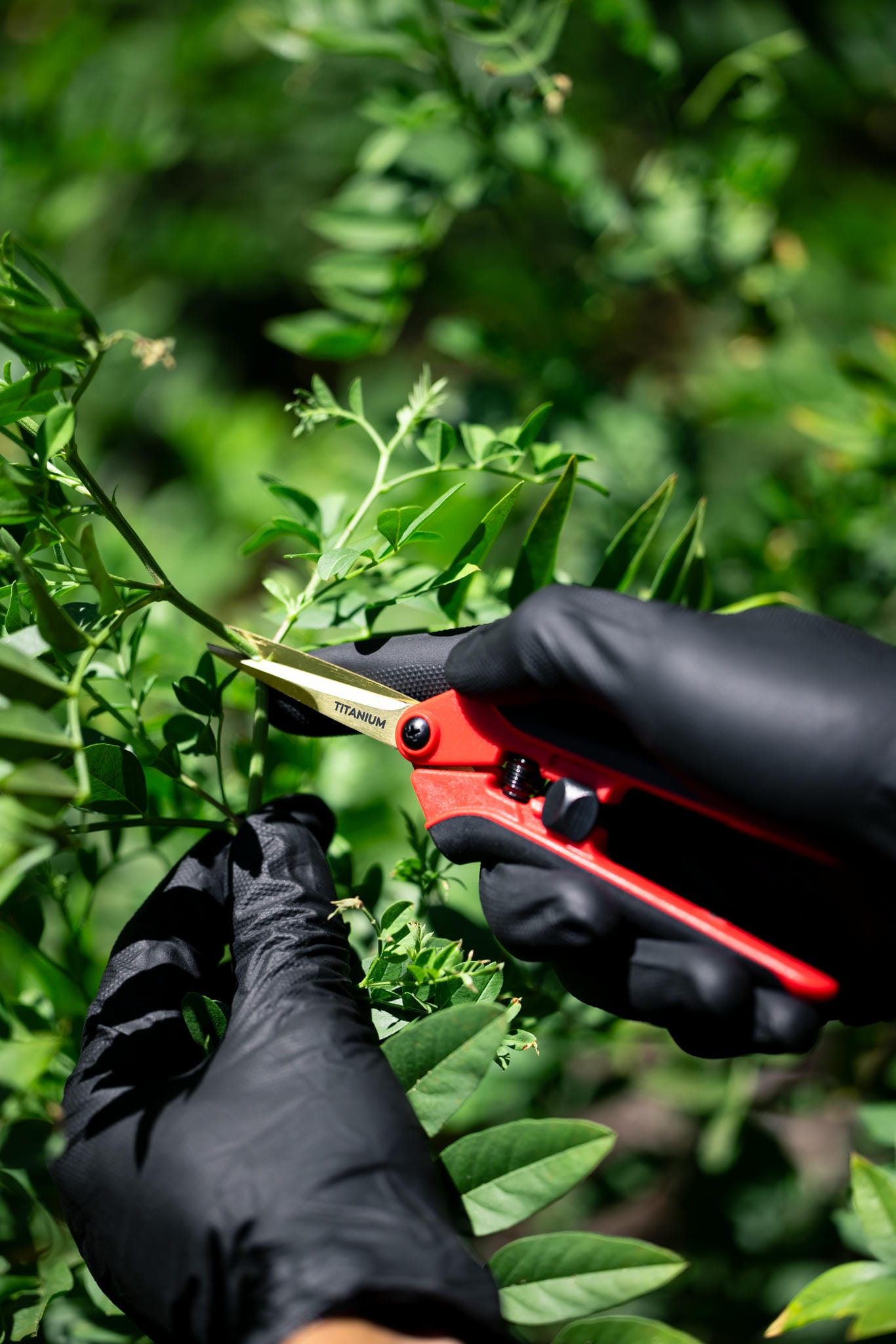 Person trimming a plant with red pruning shears in a garden setting