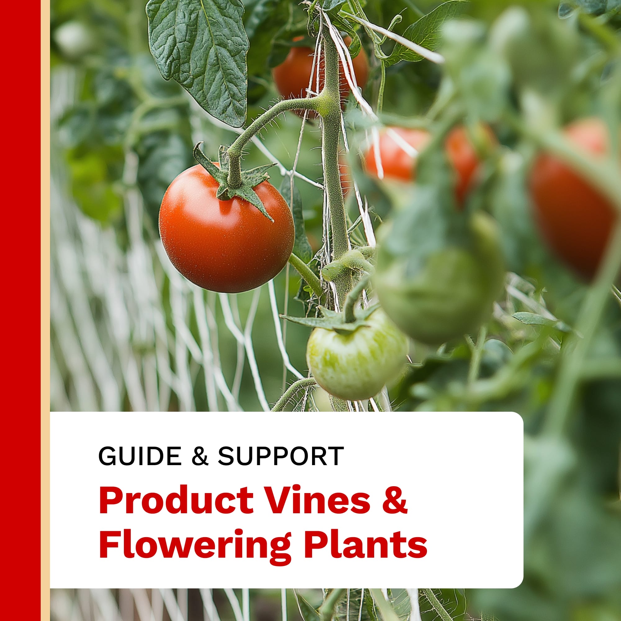 Tomatoes growing on a vine with text 'Guide & Support Product Vines & Flowering Plants' on a red border.