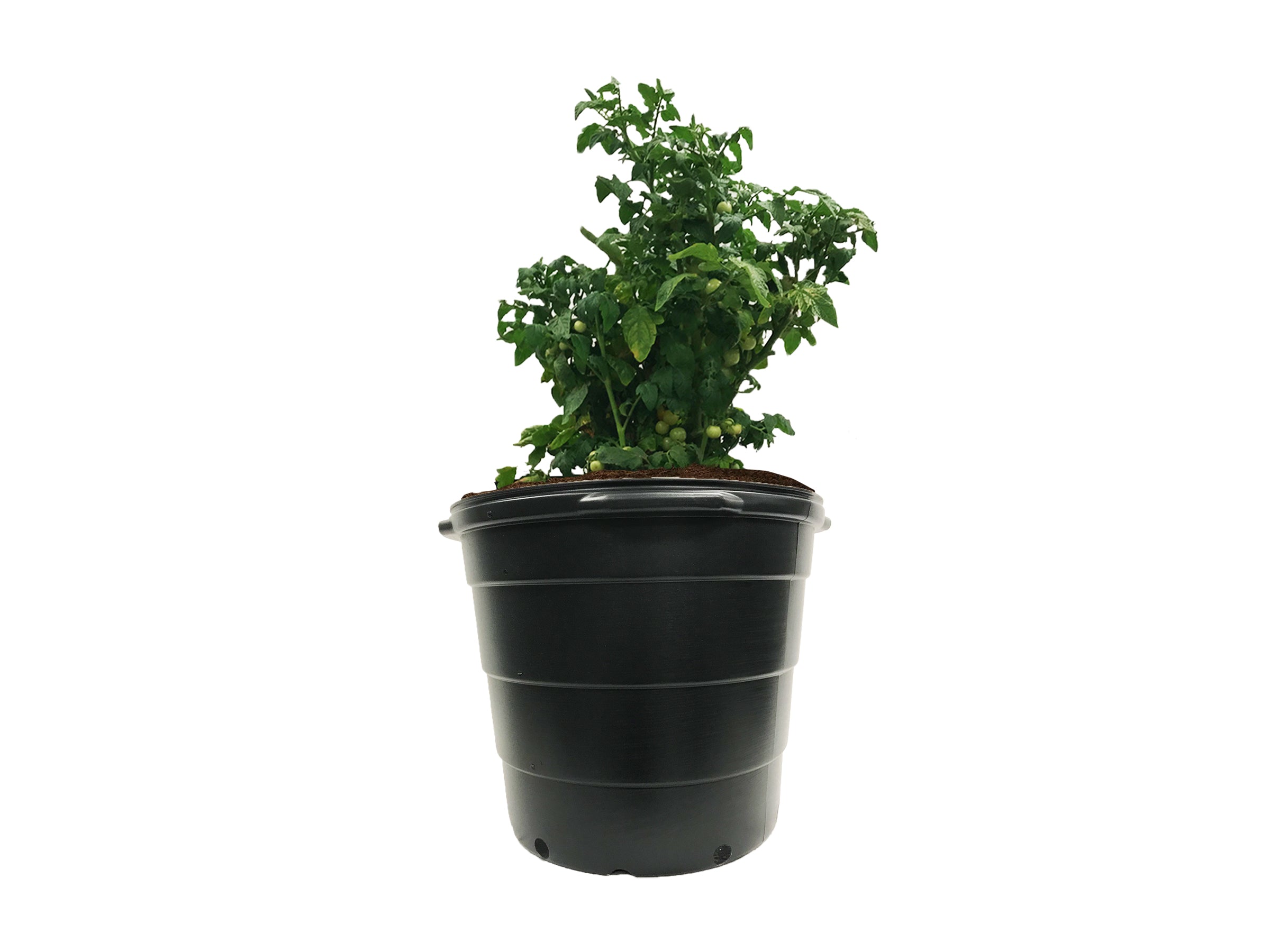 The Harvest Company 15 gal. 19.5 in. L x 14.5 in. W x 16.25 in. H Black Indoor/Outdoor Plastic Nursery Pot (Packs)
