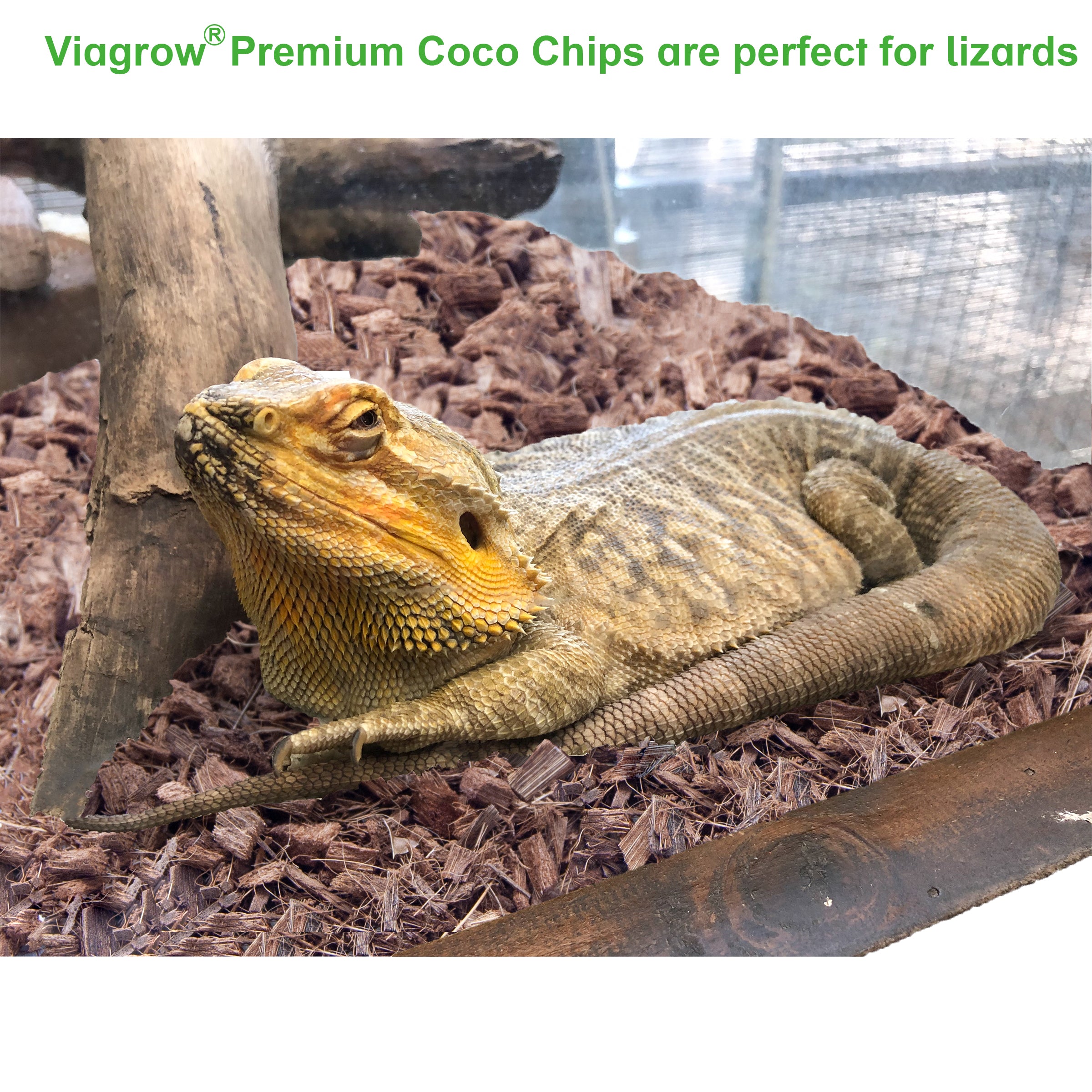 The Harvest Company 5 kg (10 lb.) Coco Chips Premium Reptile Bedding (Packs)