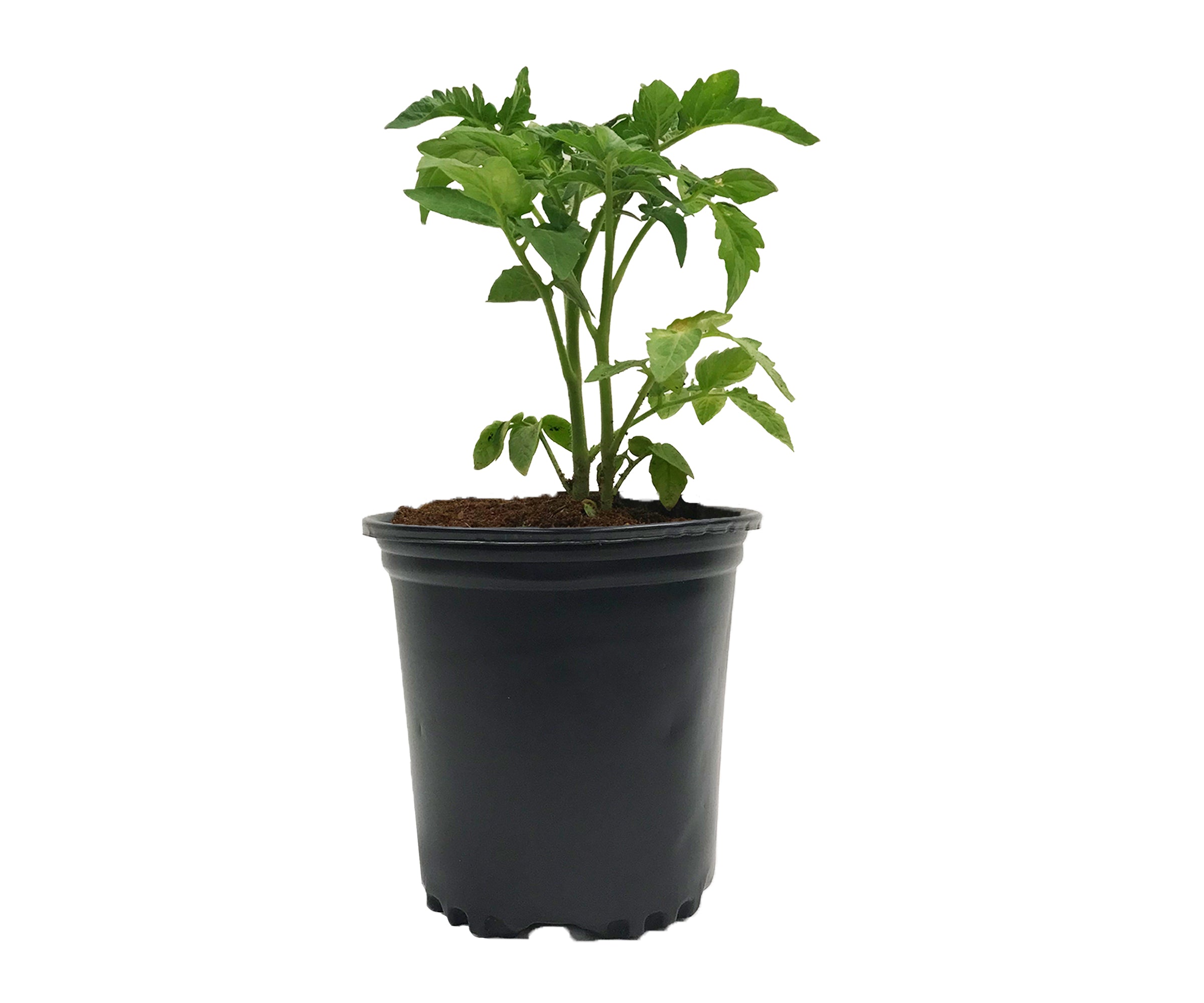 Viagrow 1/2 gal. Black Indoor/Outdoor Plastic Nursery Pot 