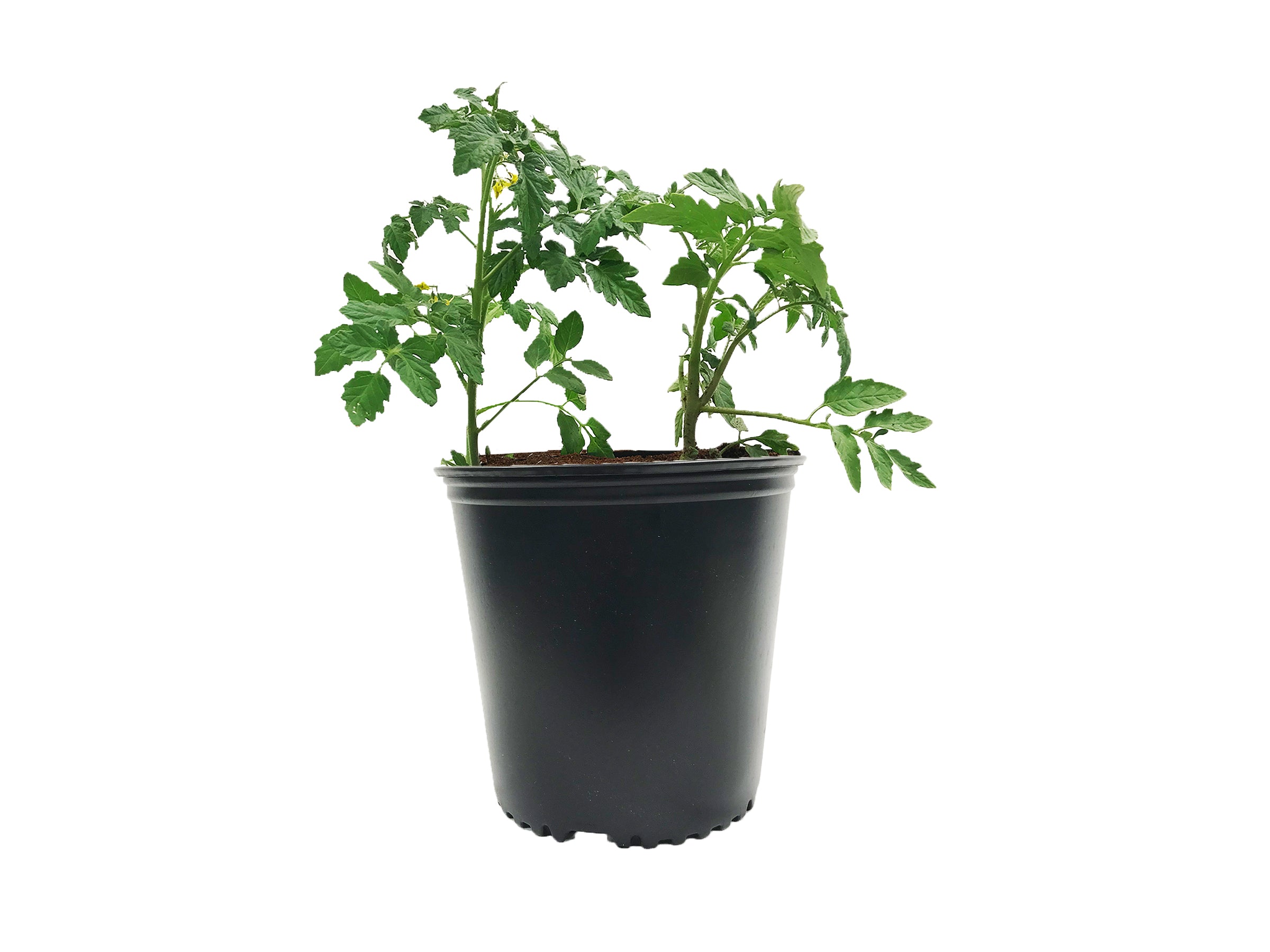 Viagrow 2 gal. 9.5 in. L x 7.5 in. W x 8.125 in. H Black Indoor/Outdoor Plastic Nursery Pot