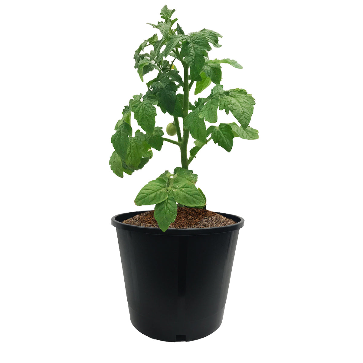 The Harvest Company 3 Gallon Heavy Duty Pot (Per Pack)