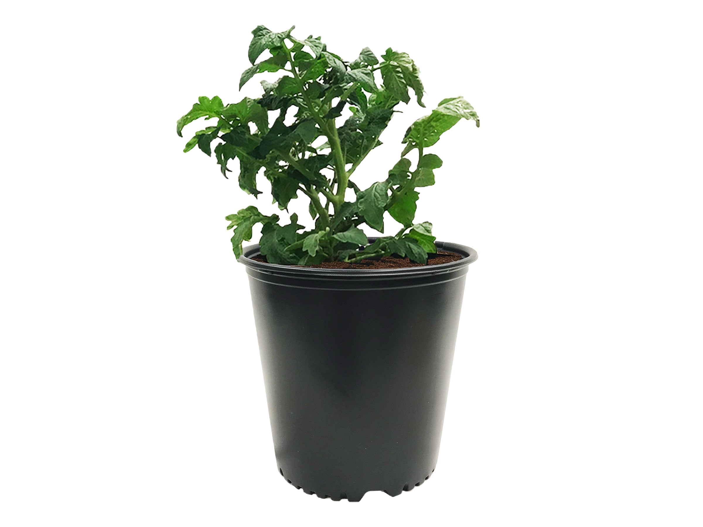 The Harvest Company 5 gal. 12 in. L x 9.5 in. W x 11.63 in. H Black In