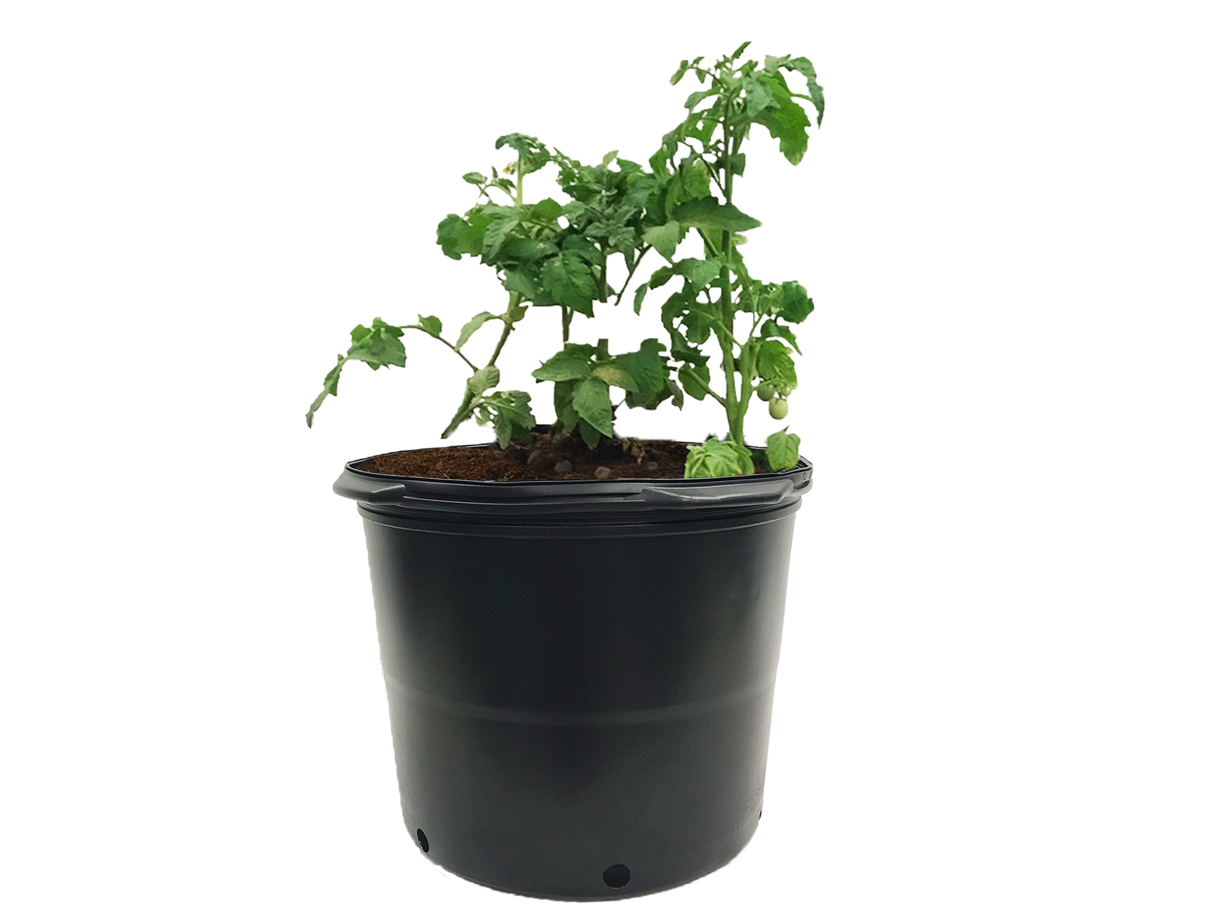 Viagrow 7 gal. Black Indoor/Outdoor Plastic Nursery Pot 