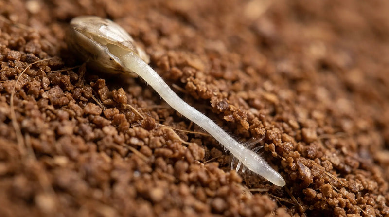 A first root has very little force.