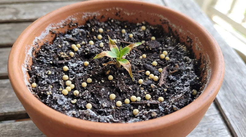 Fertilizer is a later problem.