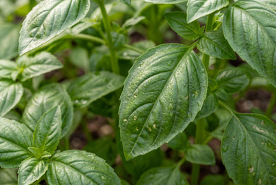 Basil